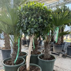 Nitida-ficus (Ficus nitida), 150-160 cm, opstammet