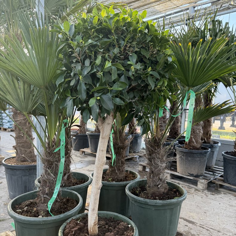 Nitida-ficus (Ficus nitida), 150-160 cm, opstammet