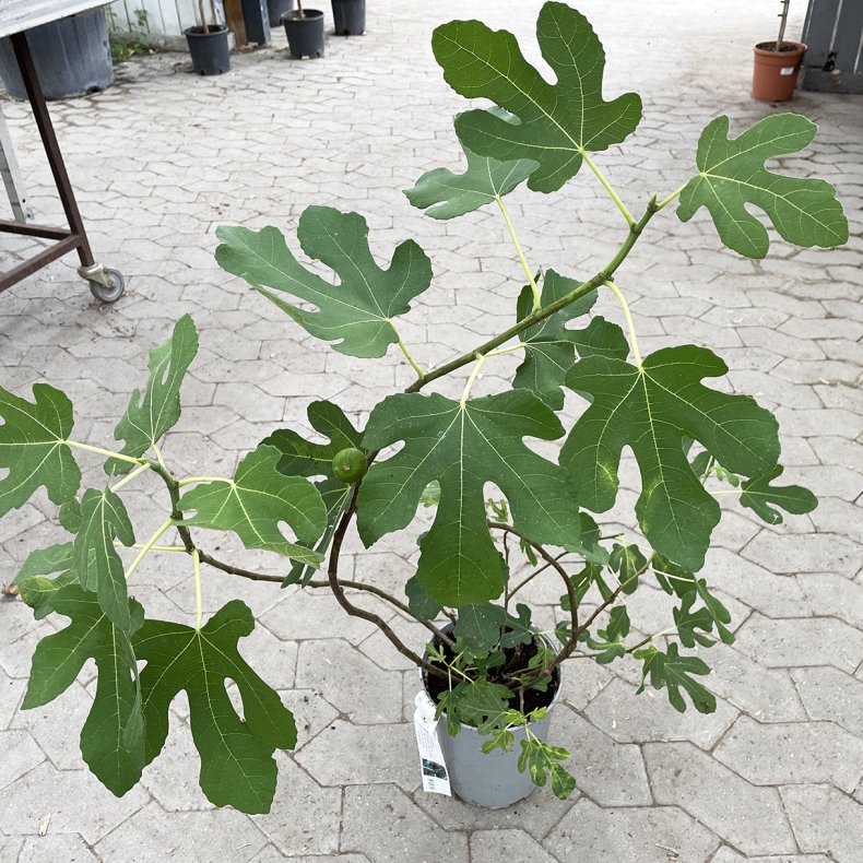 Figentr, bornholmerfigen (Ficus carica), 60-100 cm