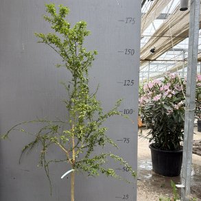 Fingerlime, Emerald (Citrus australasica Emerald), opstammet, 80-120 cm