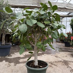 Banyan-figen (Ficus benghalensis), cirka 150 cm, opstammet