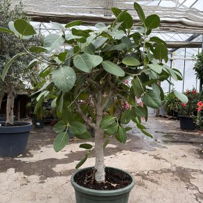 Banyan-figen (Ficus benghalensis), cirka 150 cm, opstammet