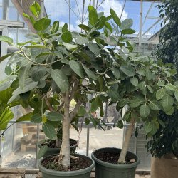 Banyan-figen (Ficus benghalensis), eksklusiv opstammet stueplante, ca. 150 cm