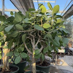 Banyan-figen (Ficus benghalensis), cirka 150 cm, opstammet