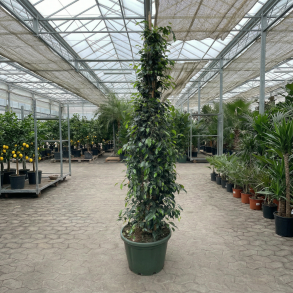 Stuebirk (Ficus benjamina Danielle), 200-225 cm, s�jleformet