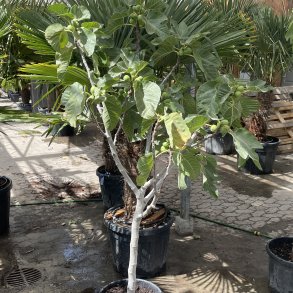 Figentr, Gota de miel (Ficus carica), cirka 170 cm cm