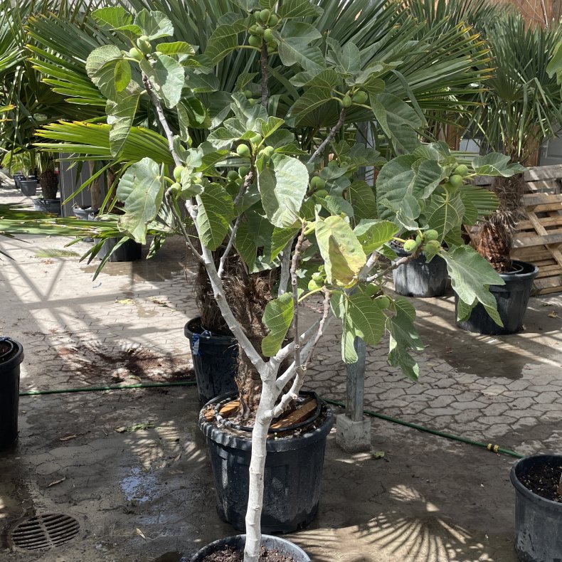 Figentr, Gota de miel (Ficus carica), cirka 170 cm cm