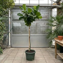 Violinfigen (Ficus lyrata), 200-220 cm, opstammet