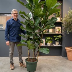 Violinfigen (Ficus lyrata), cirka 200 cm, flere stammer