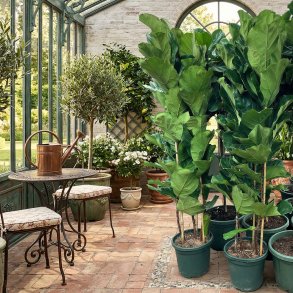 Violinfigen (Ficus lyrata), cirka 200 cm, flere stammer