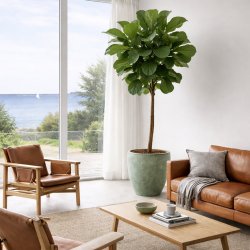 Violinfigen (Ficus lyrata), 200-220 cm, opstammet