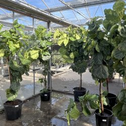 Violinfigen (Ficus lyrata), 200-250 cm, tt krone