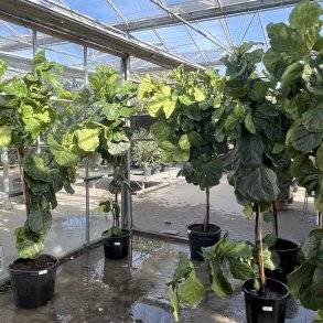 Violinfigen (Ficus lyrata), 200-250 cm, tt krone