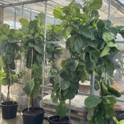 Violinfigen (Ficus lyrata), 200-250 cm, tt krone