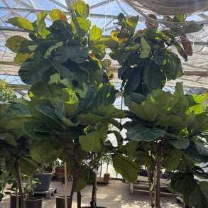 Violinfigen (Ficus lyrata), 220-250 cm, 2. sortering