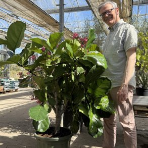 Violinfigen (Ficus lyrata), cirka160 cm, tyk stamme