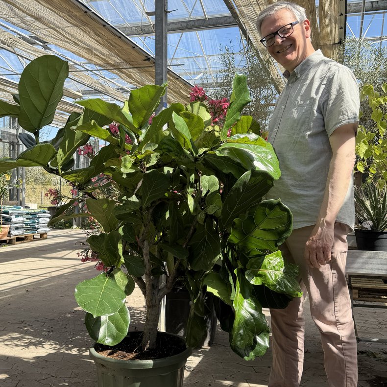 Violinfigen (Ficus lyrata), cirka160 cm, tyk stamme