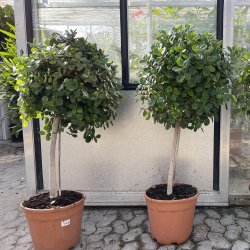 Laurbrfigen, "Panda" (Ficus microcarpa), cirka 120 cm, opstammet