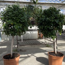 Laurbrfigen, "Panda" (Ficus microcarpa), cirka 120 cm, opstammet