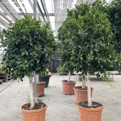 Nitida-ficus (Ficus nitida), 150+ cm, kraftig stamme og tt krone