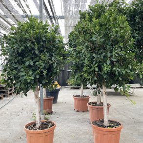 Nitida-ficus (Ficus nitida), 150+ cm, kraftig stamme og tt krone