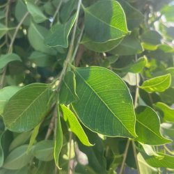 Nitida-ficus (Ficus nitida), 150+ cm, kraftig stamme og tt krone