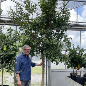 Nitida-ficus (Ficus nitida), cirka 300 cm, kraftig stamme og tt krone