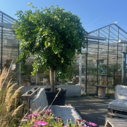 Nitida-ficus (Ficus nitida), 300+ cm, meget kraftig stamme og meget stor krone