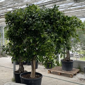 Nitida-ficus (Ficus nitida), 300+ cm, meget kraftig stamme og meget stor krone