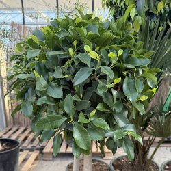 Nitida-ficus (Ficus nitida), 150-160 cm, opstammet