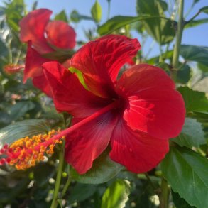 Hawaiiblomst (Hibiscus rosa-sinensis), cirka 100/130 cm, stor og kraftig busk