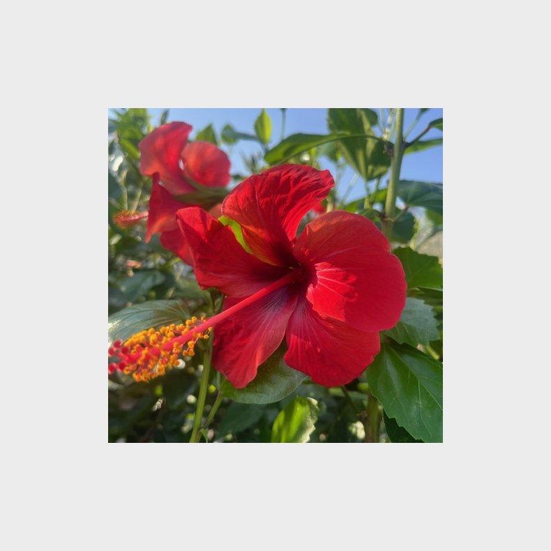 Hawaiiblomst (Hibiscus rosa-sinensis), cirka 100/130 cm, stor og kraftig busk