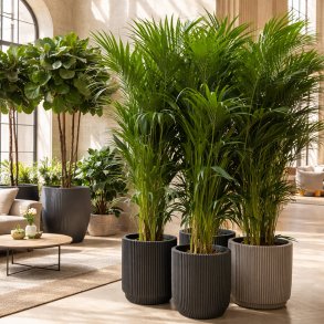 Kentiapalme (Howea forsteriana), 175-200 cm, flere stammer, busket