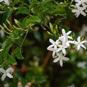 �gte jasmin (Jasminum officinale), meget kraftig, cirka 200 cm h�j