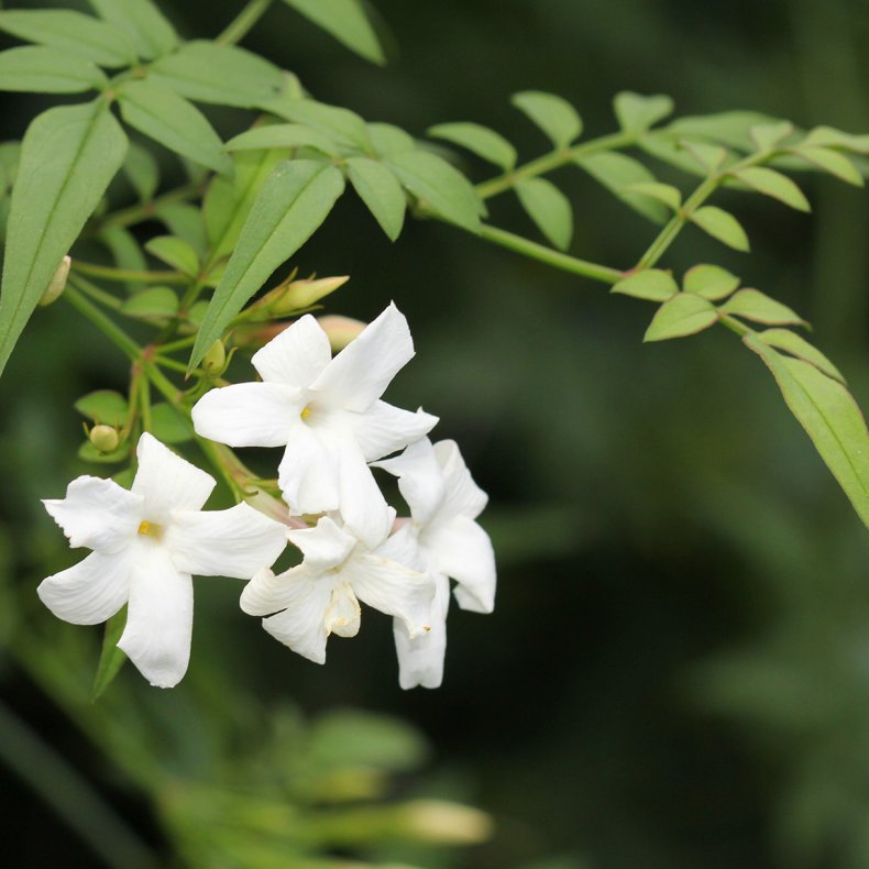 �gte jasmin (Jasminum officinale), cirka 160 cm h�j