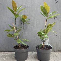 Storblomstret magnolie, Little Gem (Magnolia grandiflora), 60 cm, forgrenet