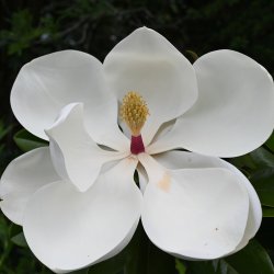 Storblomstret magnolie, Little Gem (Magnolia grandiflora), 60 cm, forgrenet