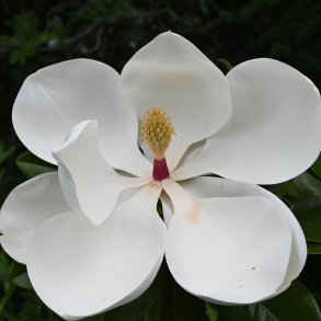 Storblomstret magnolie, Little Gem (Magnolia grandiflora), 60 cm, forgrenet