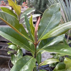 Storblomstret magnolie, Little Gem (Magnolia grandiflora), 60 cm, forgrenet