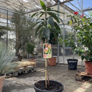 Mangotr (Mangifera indica), 175 cm