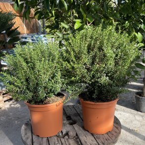 Myrte, Microphylla (Myrtus communis), 60-70 cm, busk