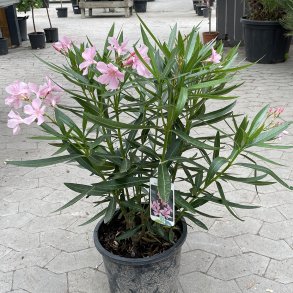 Nerie (Nerium oleander), 100-120 cm, buskformet, lyserd