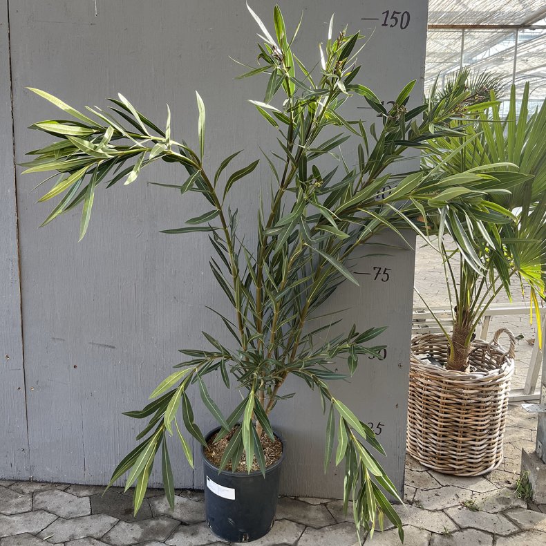 Nerie (Nerium oleander), lyserde blomster, 130-170 cm