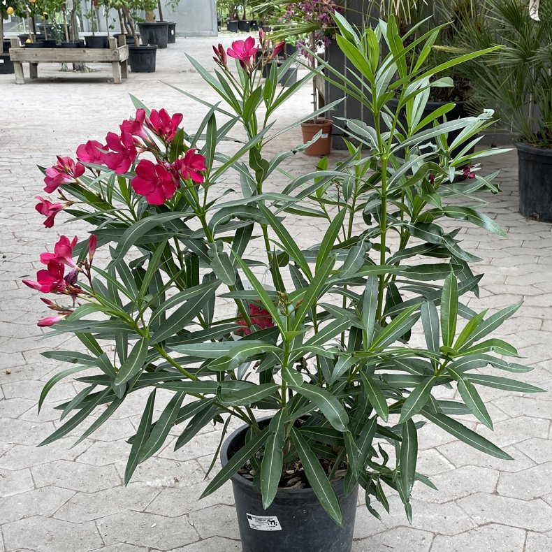 Nerie (Nerium oleander), 70 cm, buskformet, rd