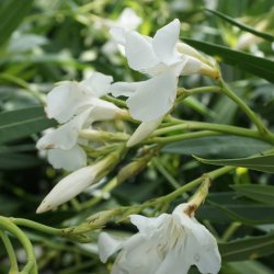 Nerie (Nerium oleander), 100-120 cm, buskformet, hvid