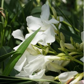 Nerie (Nerium oleander), 100-120 cm, buskformet, hvid