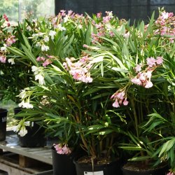 Nerie (Nerium oleander), 100-120 cm, buskformet, hvid