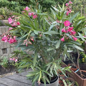 Nerie (Nerium oleander), 100-120 cm, buskformet, rd