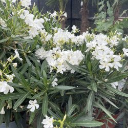 Nerie (Nerium oleander), cirka 100 cm, buskformet, hvid