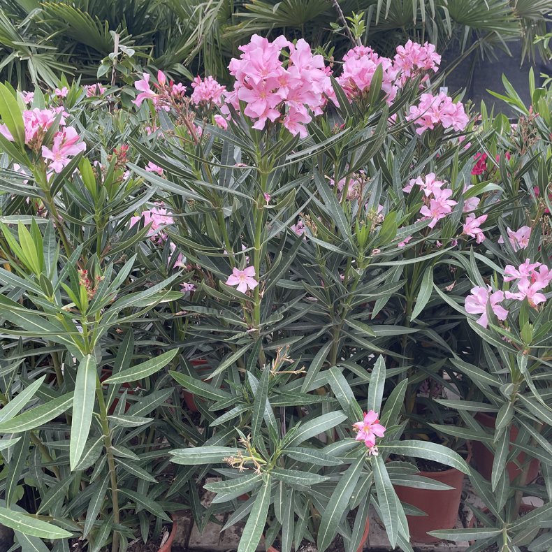 Nerie (Nerium oleander), cirka 100 cm, buskformet, pink